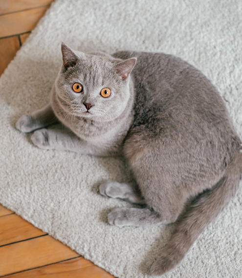 ¿Cómo saber si mi gato está feliz?